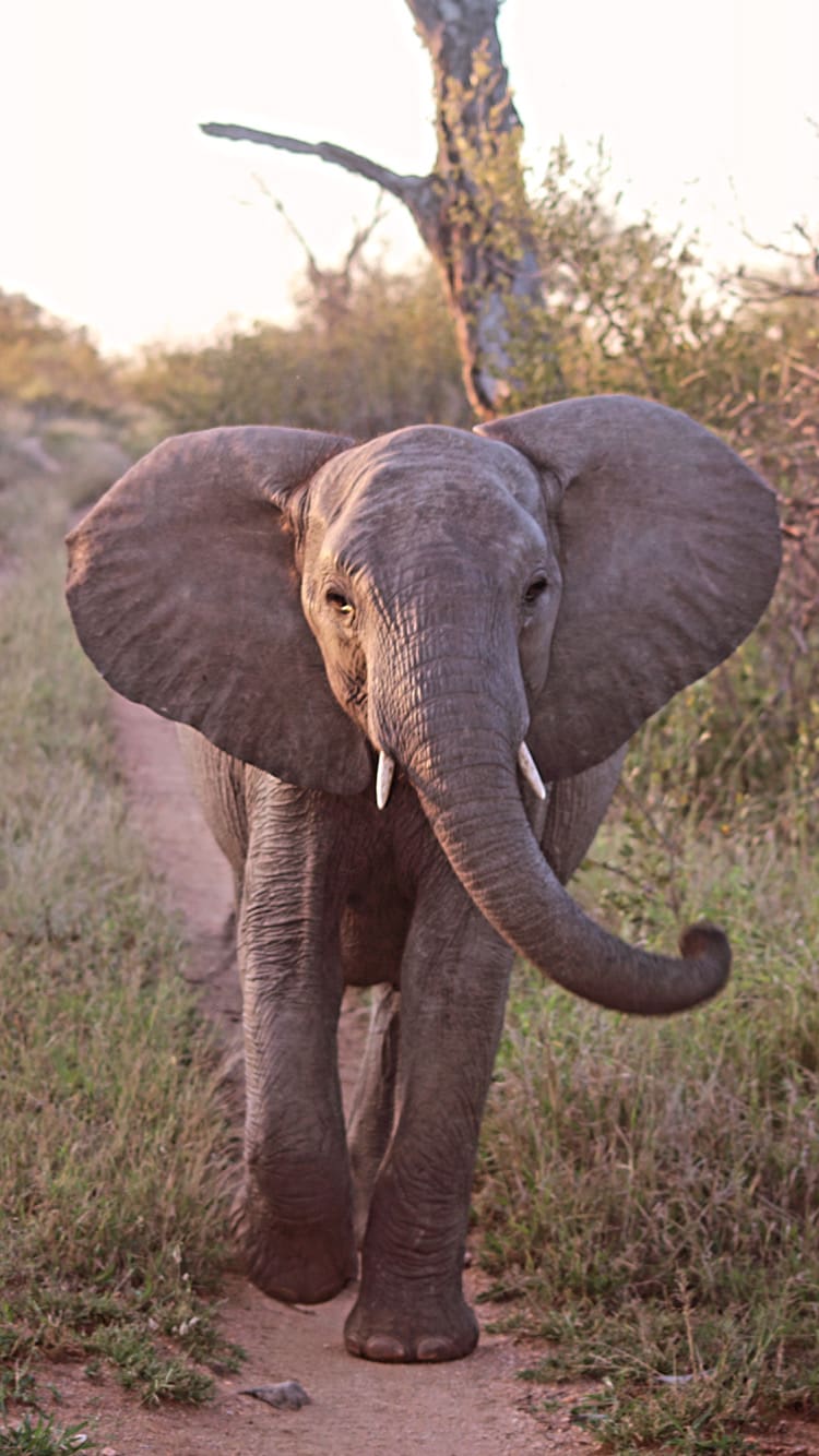 A young elephant walks down the road in Pondoro Game Lodge