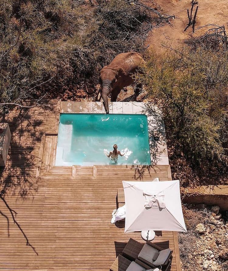 Woman swims with an elephant drinking from a swimming pool at the luxury Inverdoorn Game Lodge