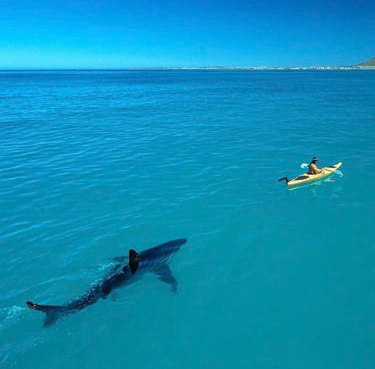 A great white shark follows a kayaker - The Weather in South Africa 