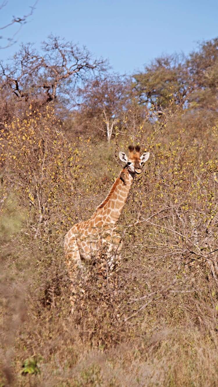 Baby Giraffe at Pondoro Game Lodge