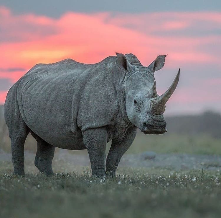White rhino stands infront of an orange sky as the sun sets over Kariega Game Reserve