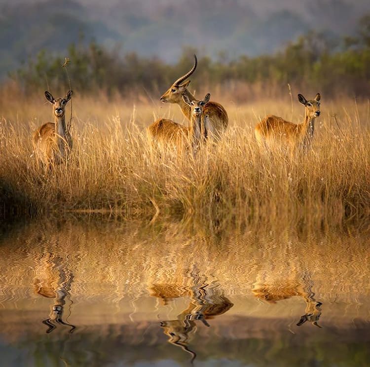A small herd of lechwe show reflections on the water