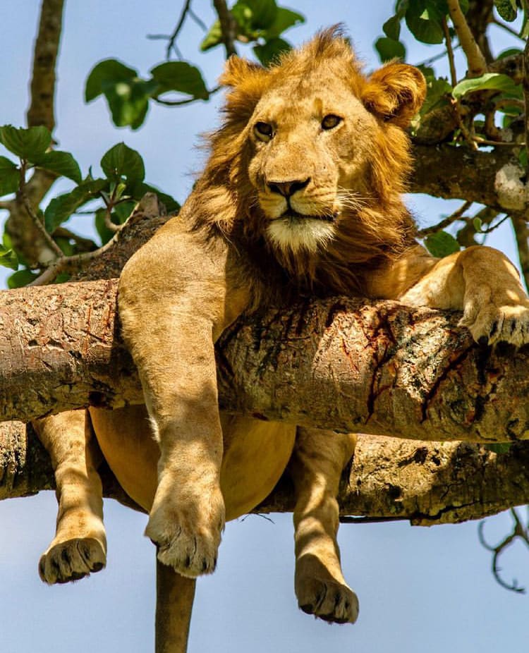 Tree-climbing lion in Queen Elizabeth National Park - The 12 Best Places to See Wild Animals In Uganda