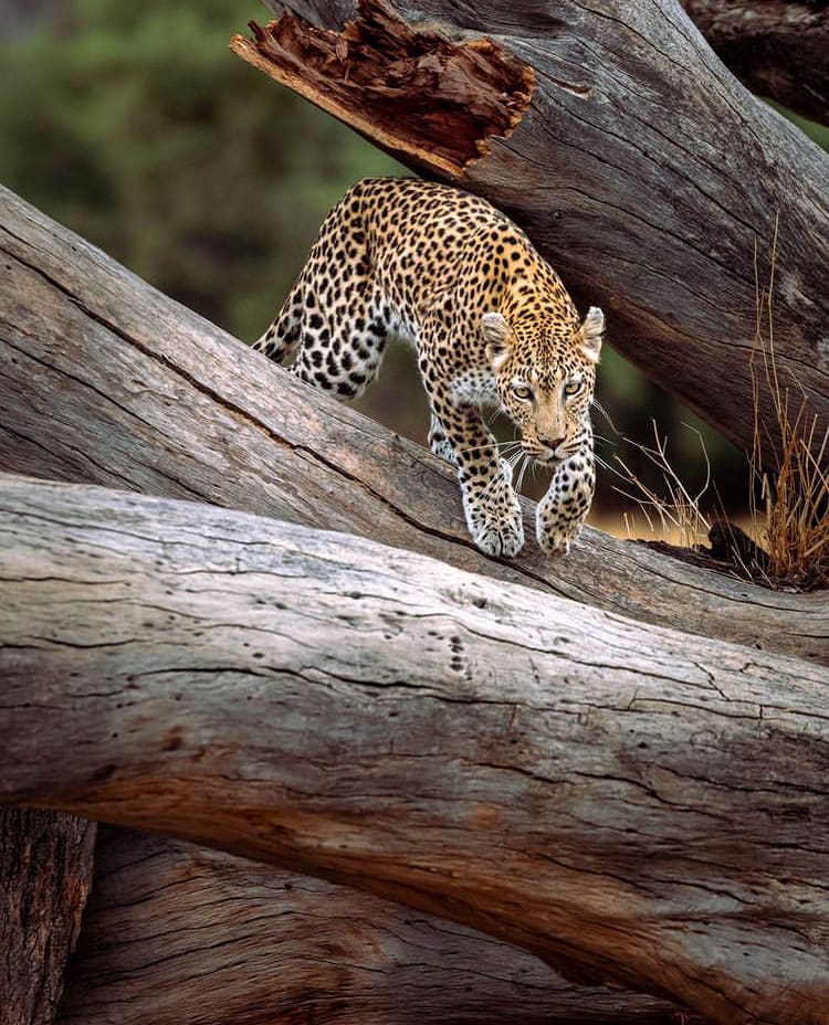 A young leopard walking over a dead tree - The Best Places to Go on Safari in Botswana
