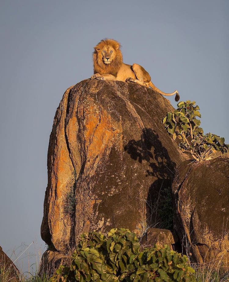 A majestic male lion sits in the sun's light ontop of a rock formation - The 12 Best Places to See Wild Animals In Uganda