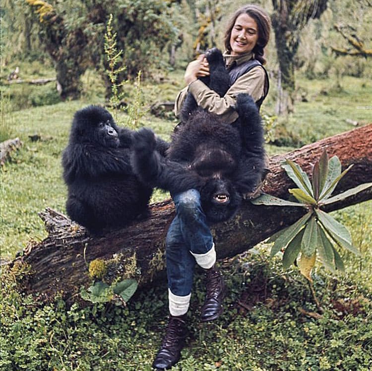Dian Fossey playing with a pair of young gorillas in Karisoke Research Centre