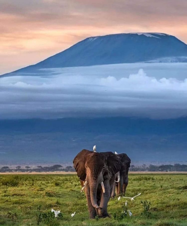 Bull elephants walking across the savanna in front of Mount Kilimanjaro in Kenya - The Best Things To Do in Nairobi, Kenya