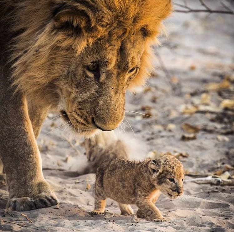Majestic male lion watches over his newborn cub