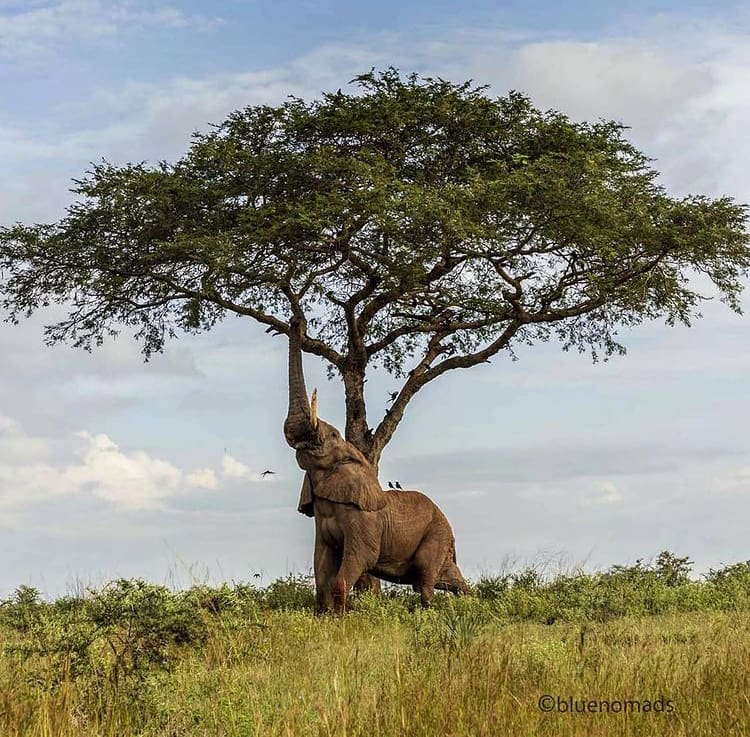 A bull elephant reaches into a tree in Murchison Falls National Park