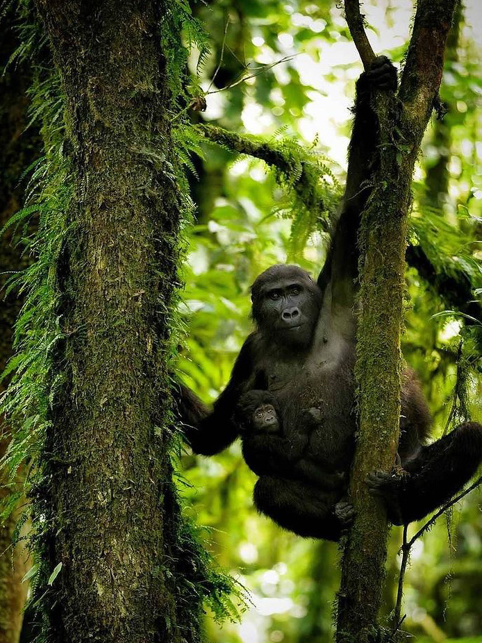A mother gorilla hanging on a jungle vine with her baby clutched to her side in Bwindi Impenetrable Forest