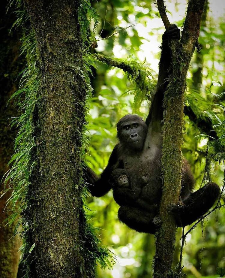 A mother gorilla hanging on a jungle vine with her baby clutched to her side in Bwindi Impenetrable Forest - The Wildlife of Uganda 