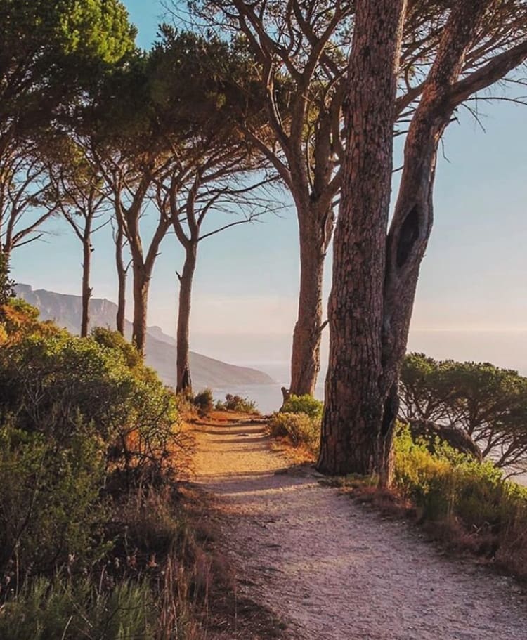 Tree-lined paths and ocean views on Pipe Track - The 10 Best Hikes in Cape Town