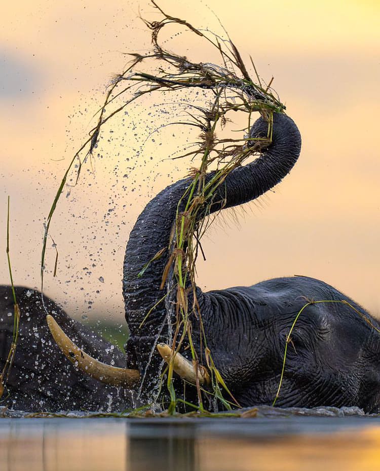 Elephants playing in the Chobe River, Botswana