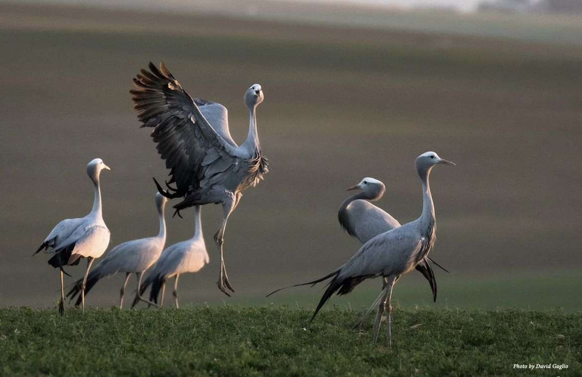 A group of Blue Cranes congregating in the grasslands