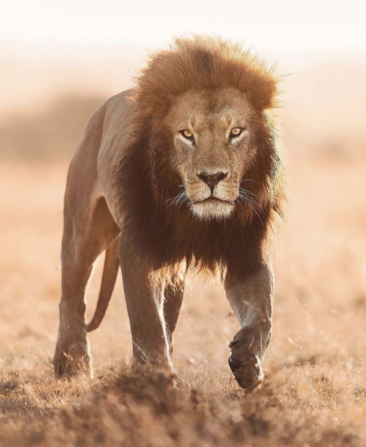 A large male lion walking through the savannah in Masai Mara National Reserve