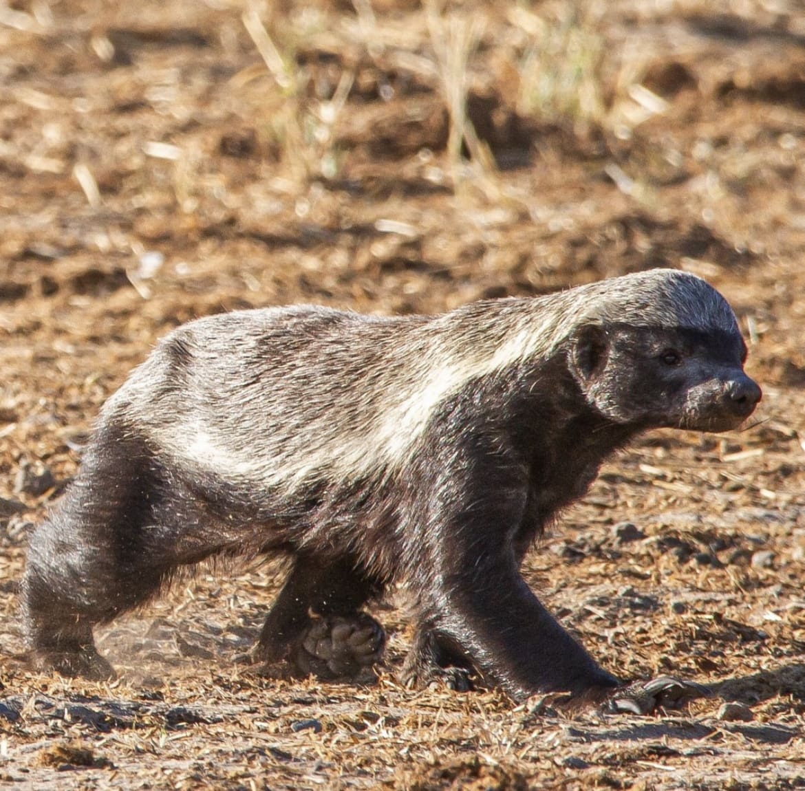 African Honeybadger moving through the bush