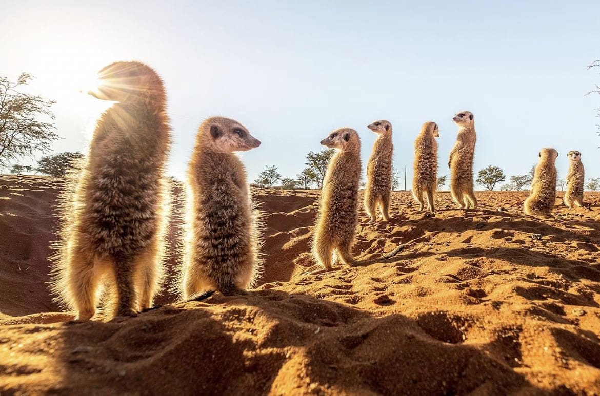 Meerkats on the look out