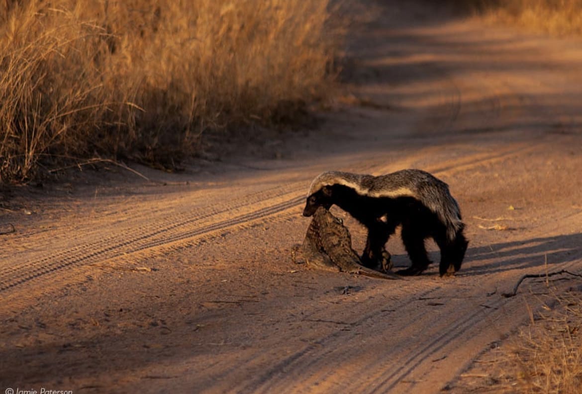An African Honey Badger carrying its nile crocodile kill along the road