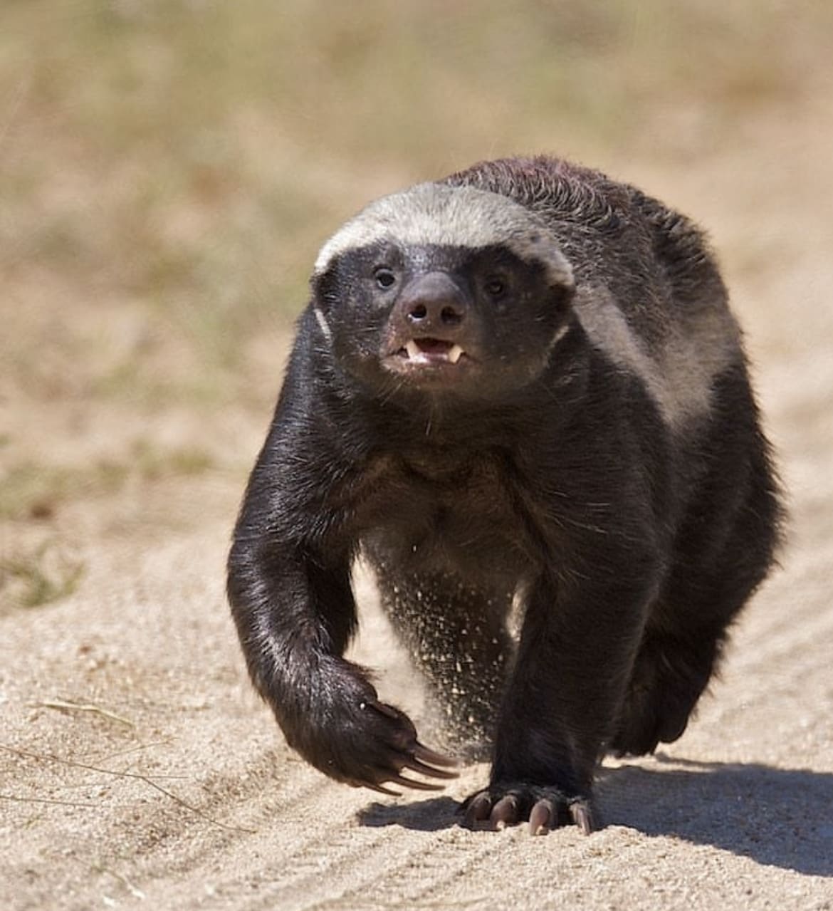 Honey badgers: Adorable but fierce little mammals