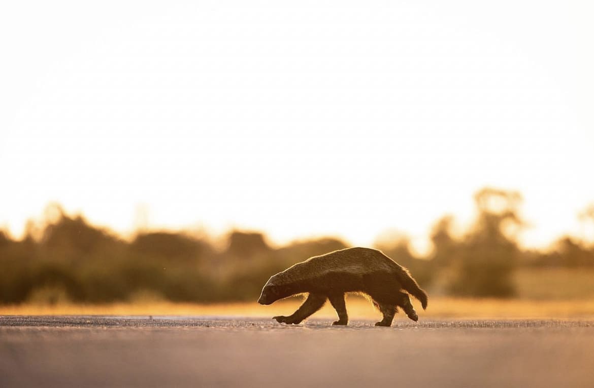 Honey badger calmly walking along a road at sunset