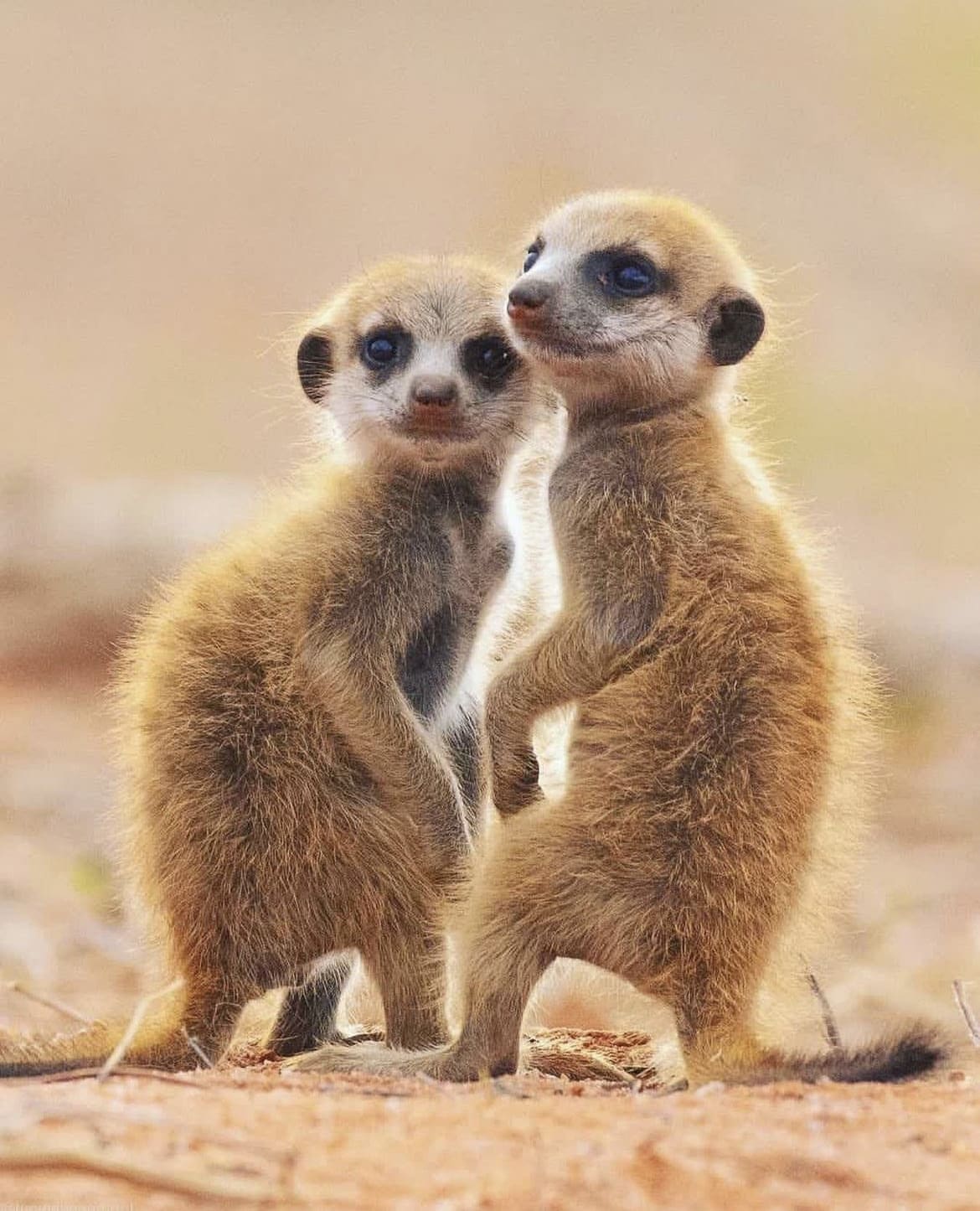 Meerkat pups posing perfectly for the camera