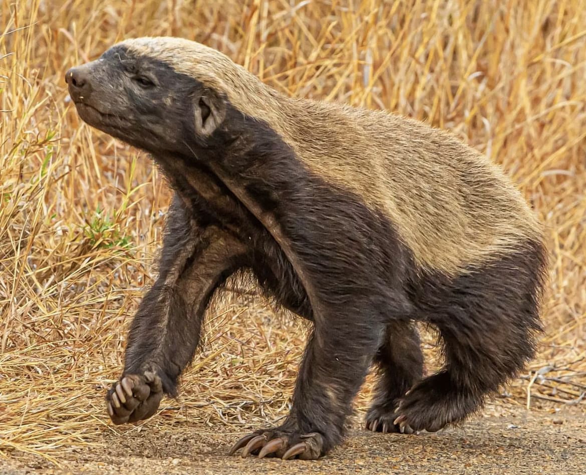 Get To Know the Honey Badger
