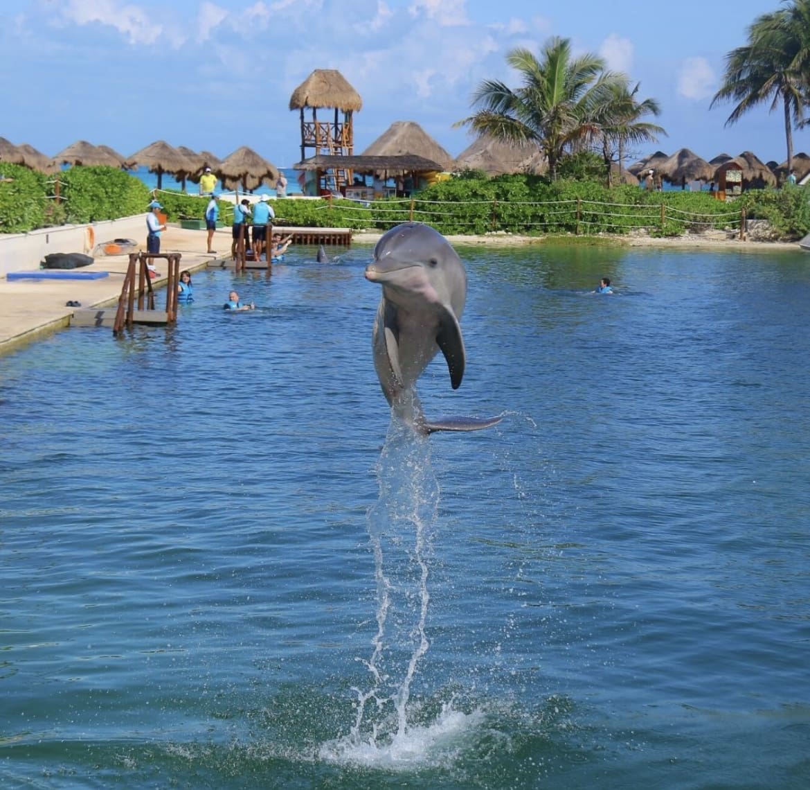 Dolphin jumping out the water at Delphinus World