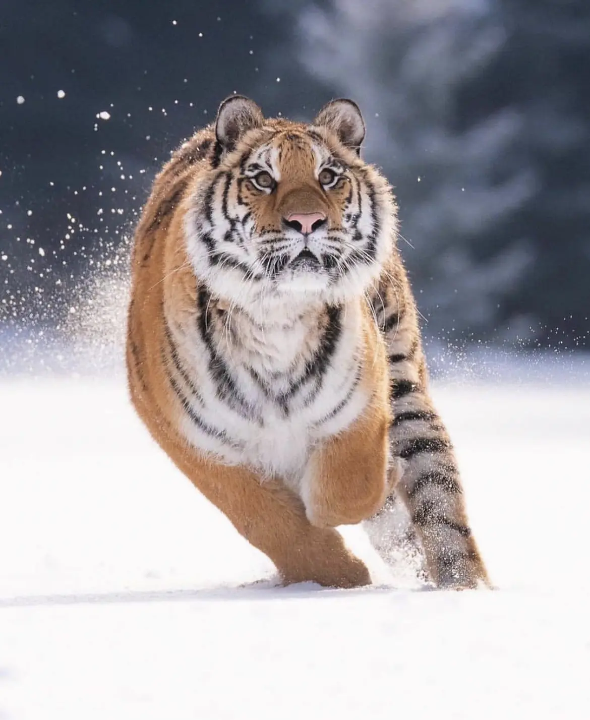 Siberian Tiger running in the snow