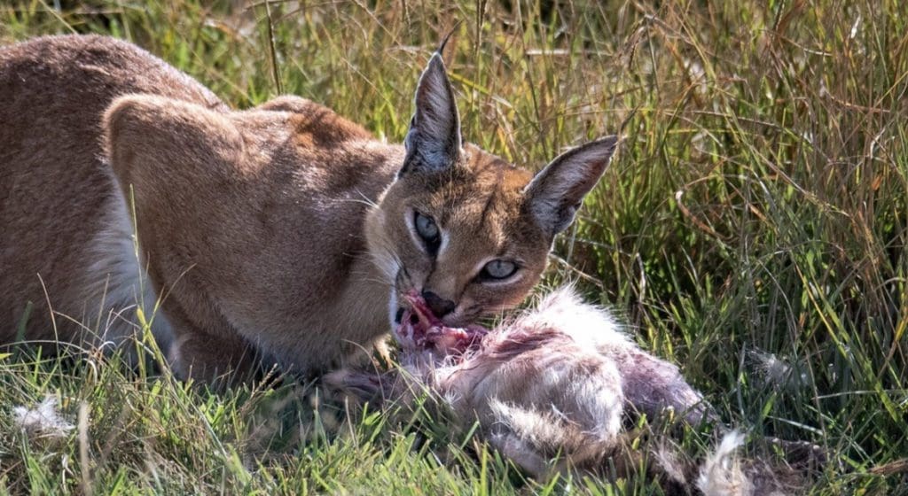 Get To Know The Caracal | Wildest