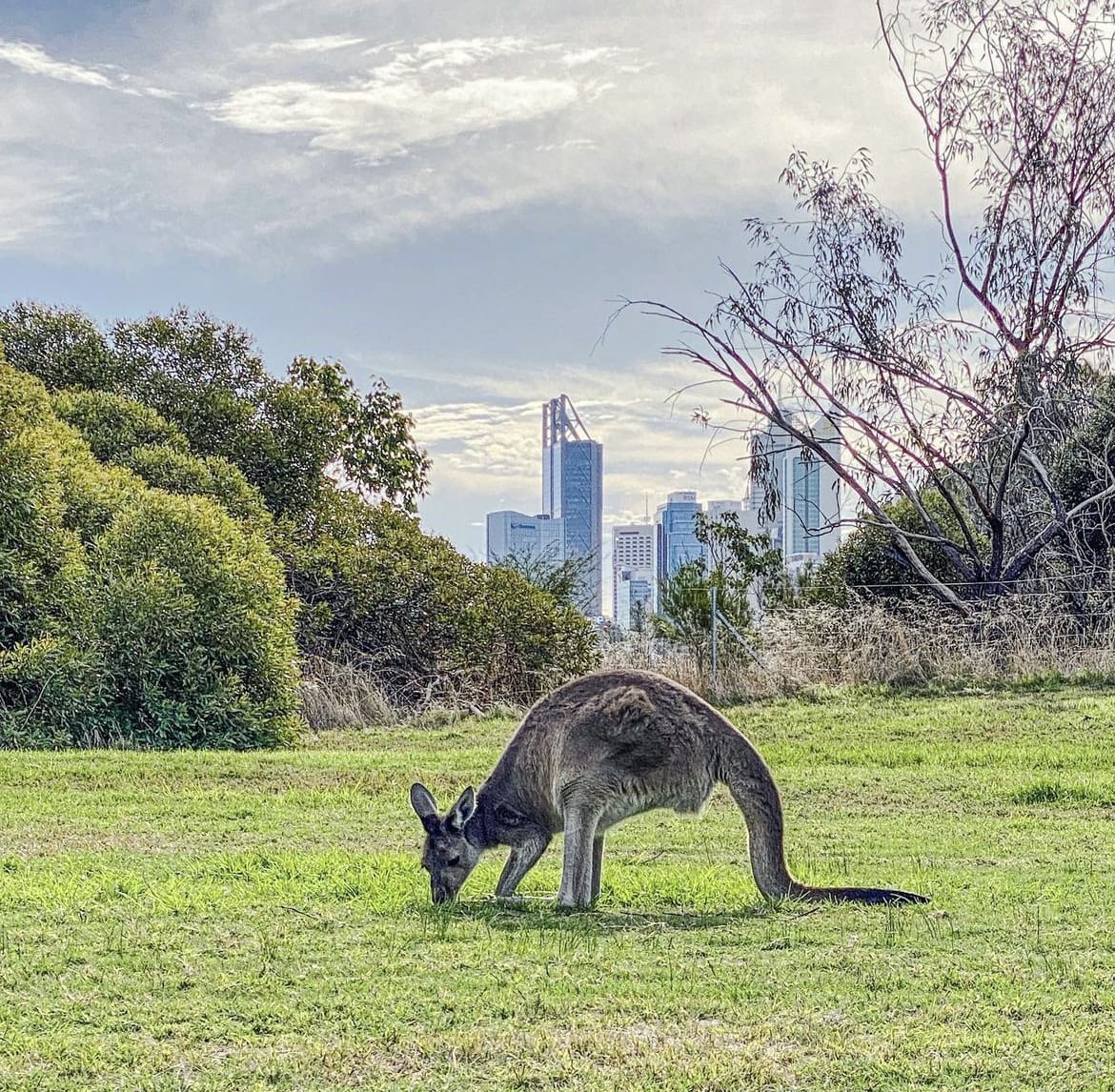 Inner city wildlife in Perth, Australia