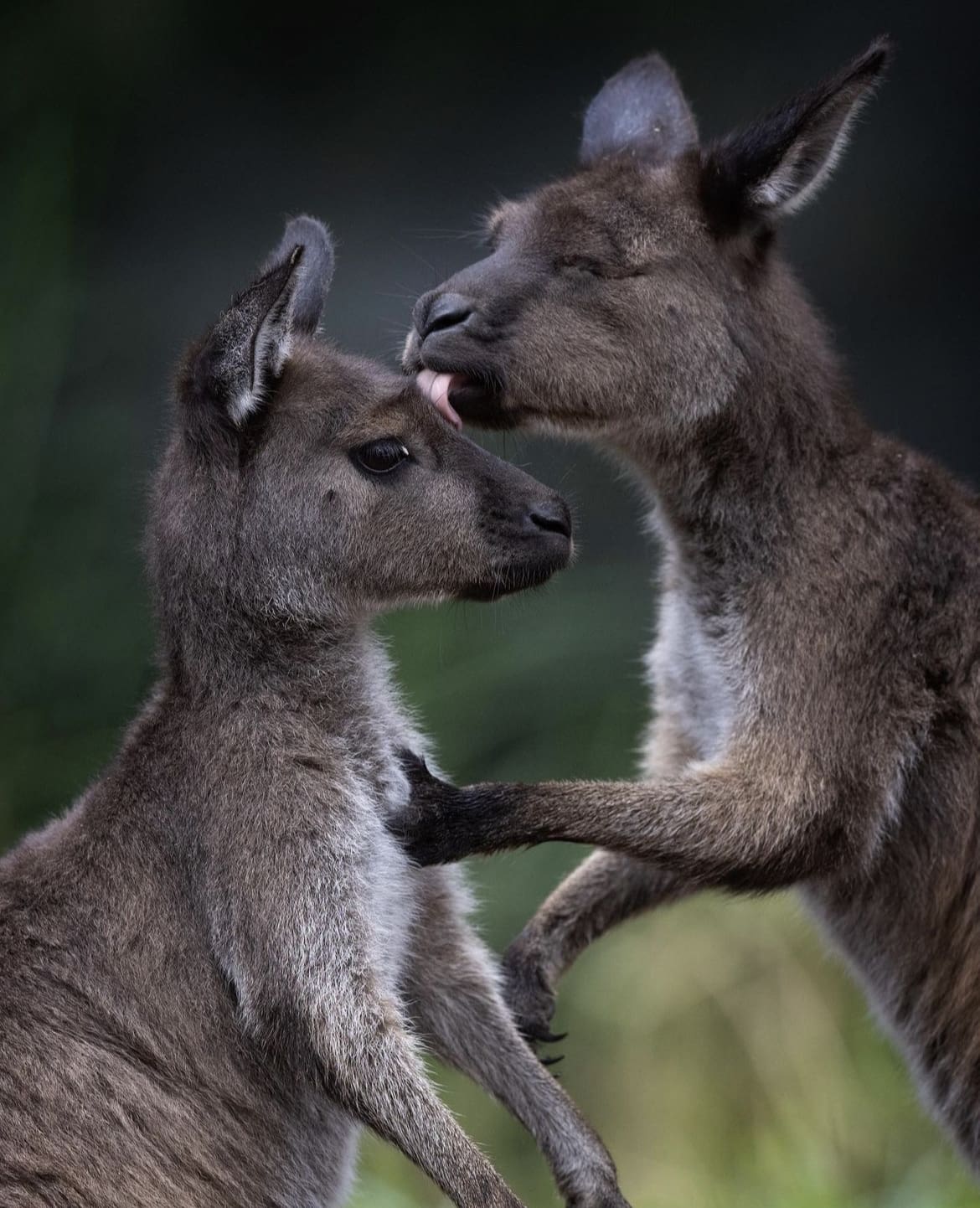 Australia wildlife photography