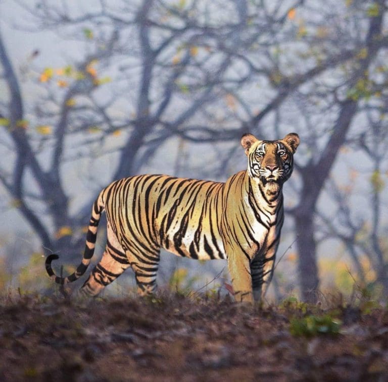 Get To Know the Bengal Tiger | Wildest