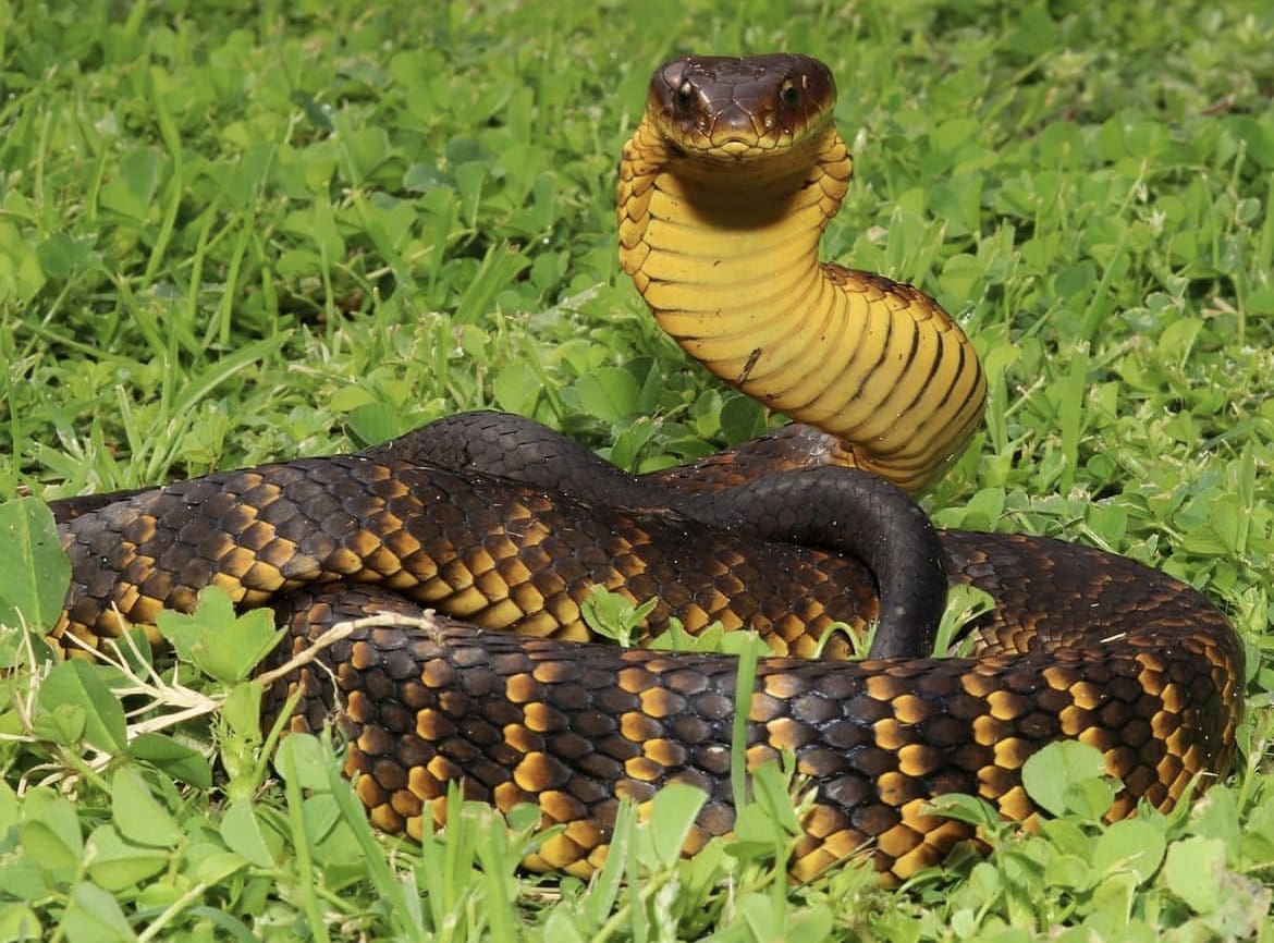 Dark-patterned Tiger Snake