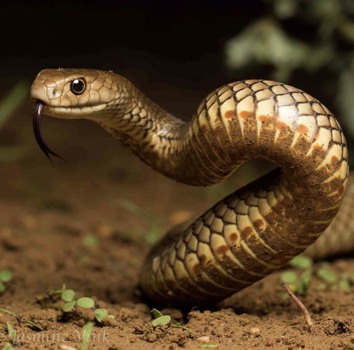 Eastern brown - one of the most venomous snakes in australia