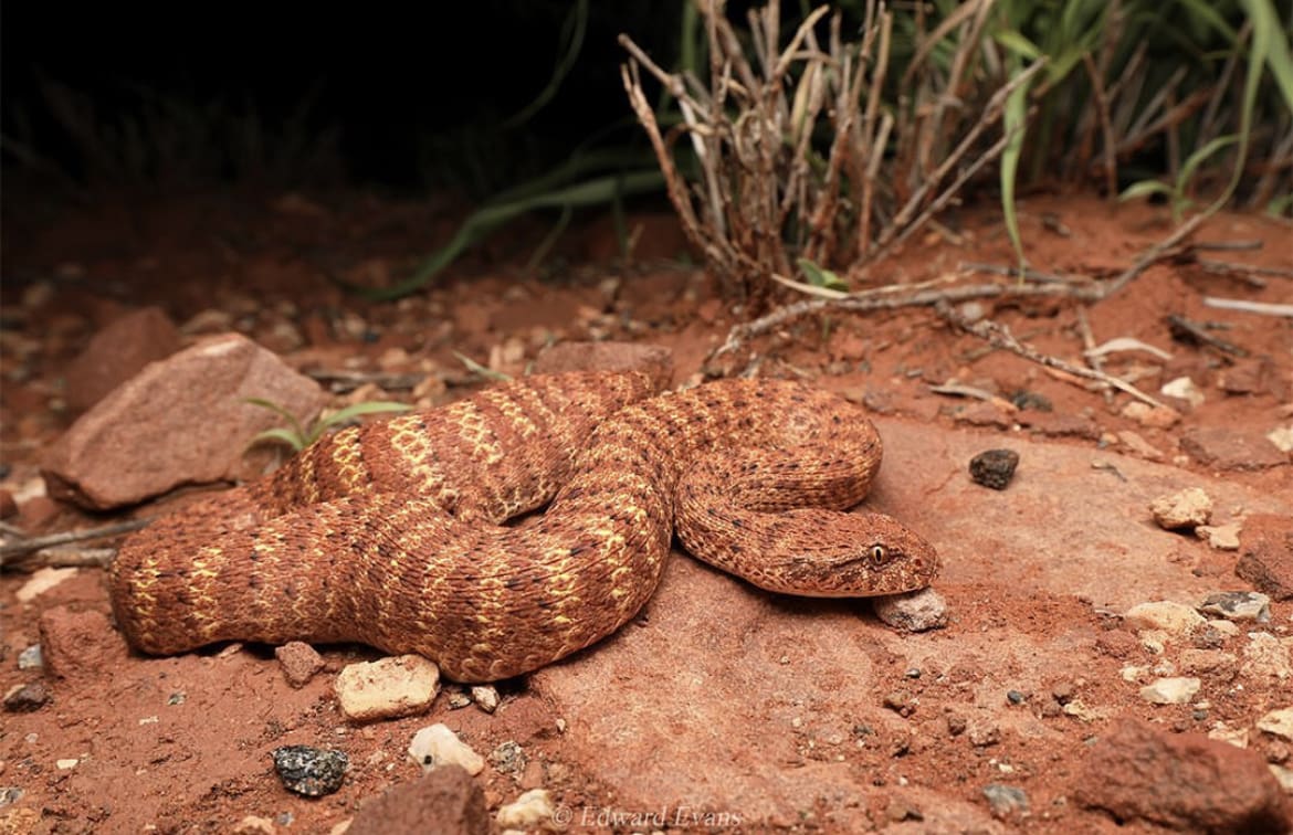 The most venomous snakes in Australia