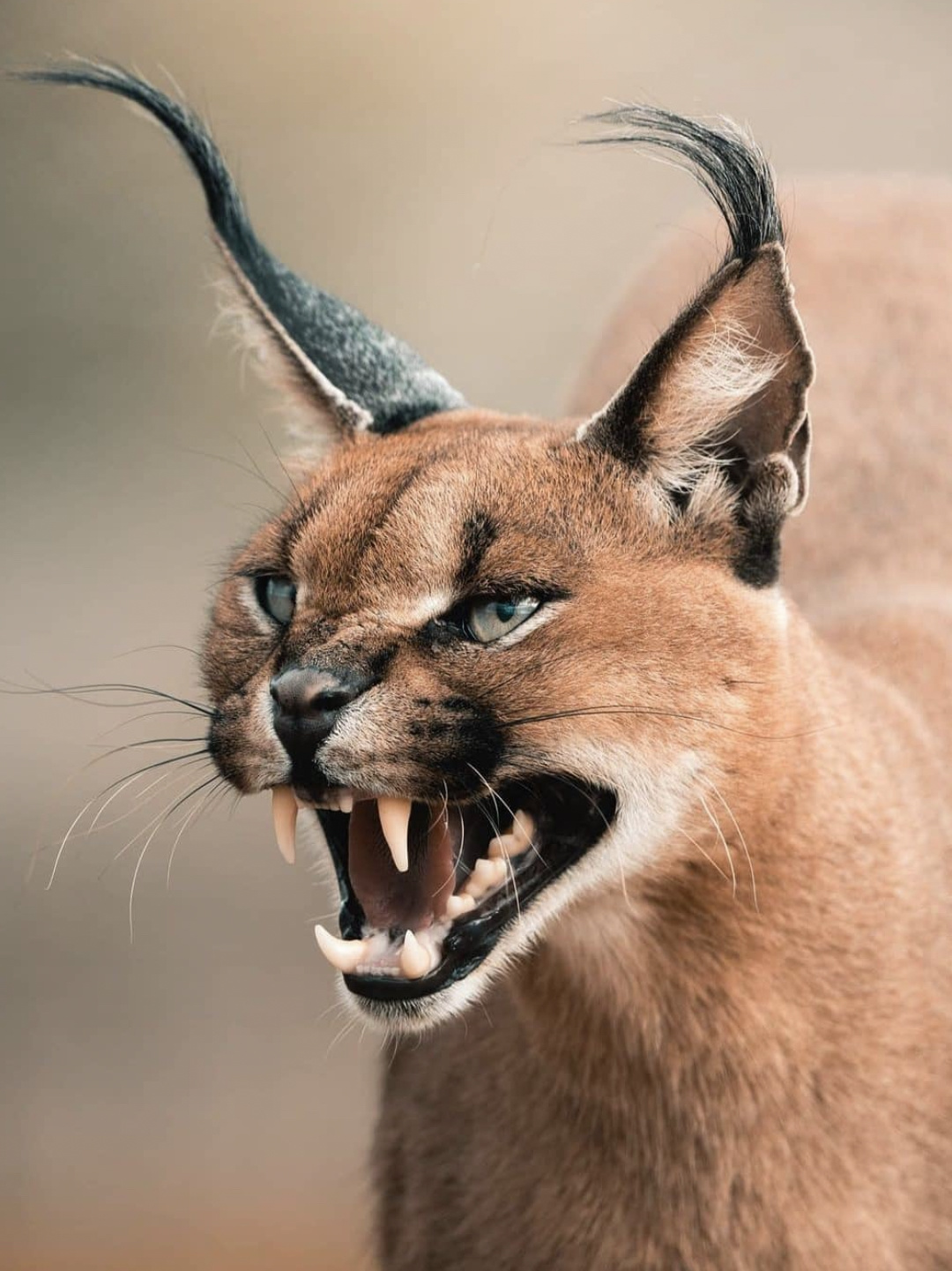 Wild caracal showing off its impressive teeth with an aggressive snarl