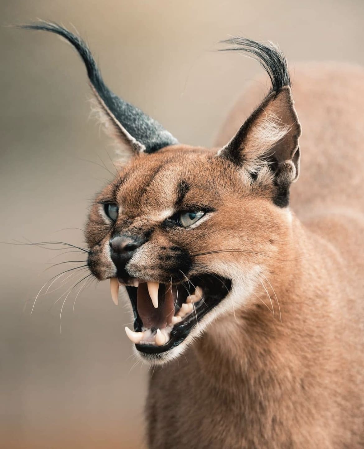 Wild caracal showing off its impressive teeth with an aggressive snarl