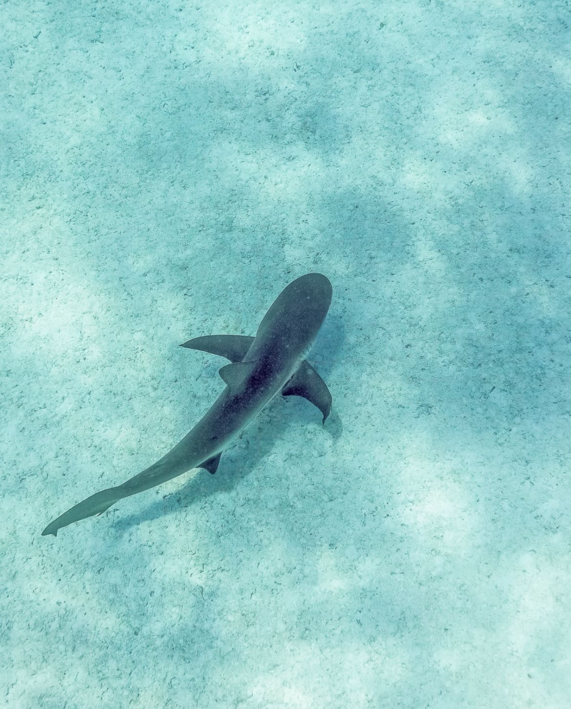 A Nurse shark cruising the clear waters off Freeport