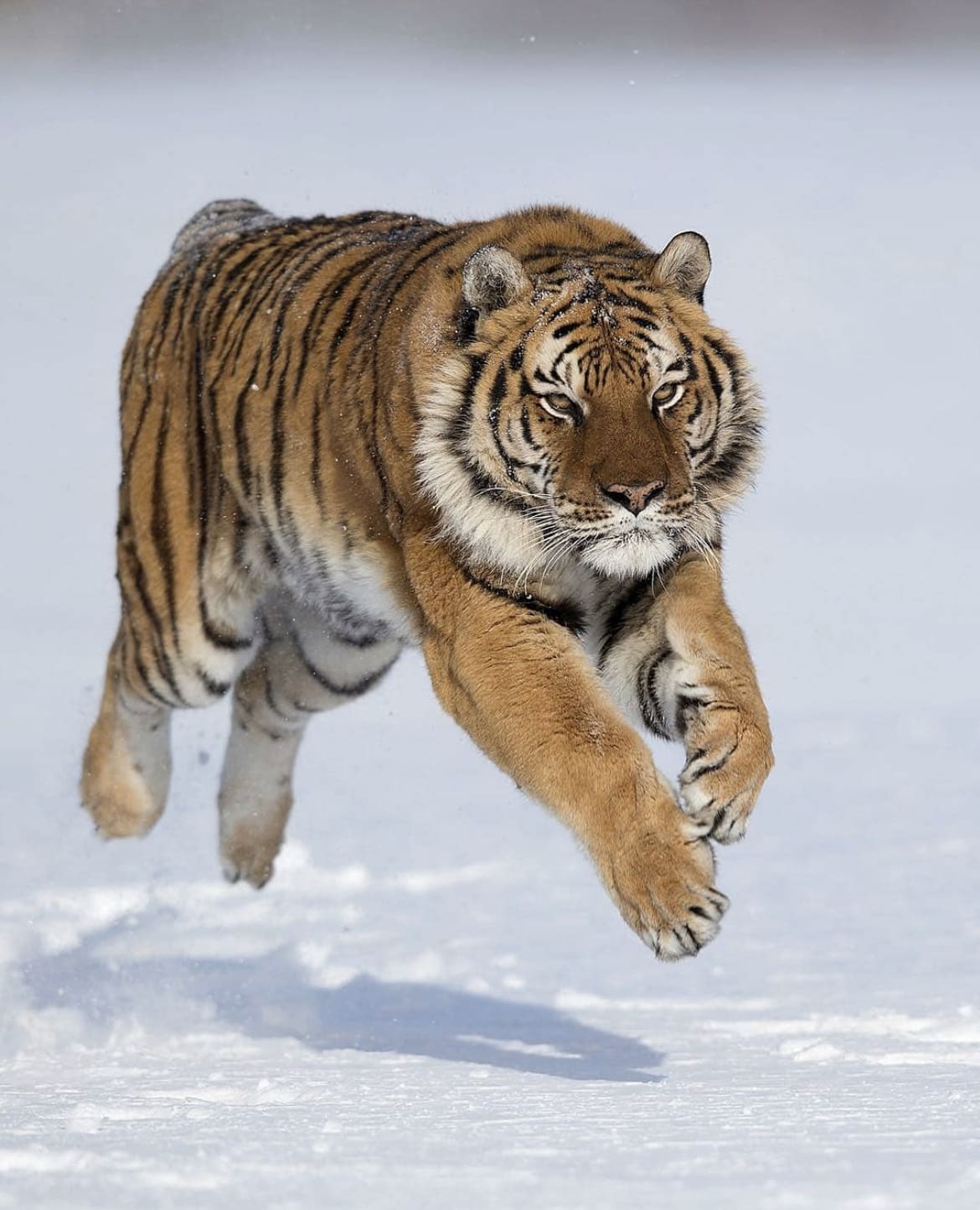 Дикие амурские тигры