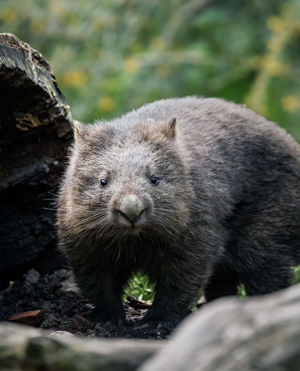 20 Of The Most Iconic Australian Animals Wildest