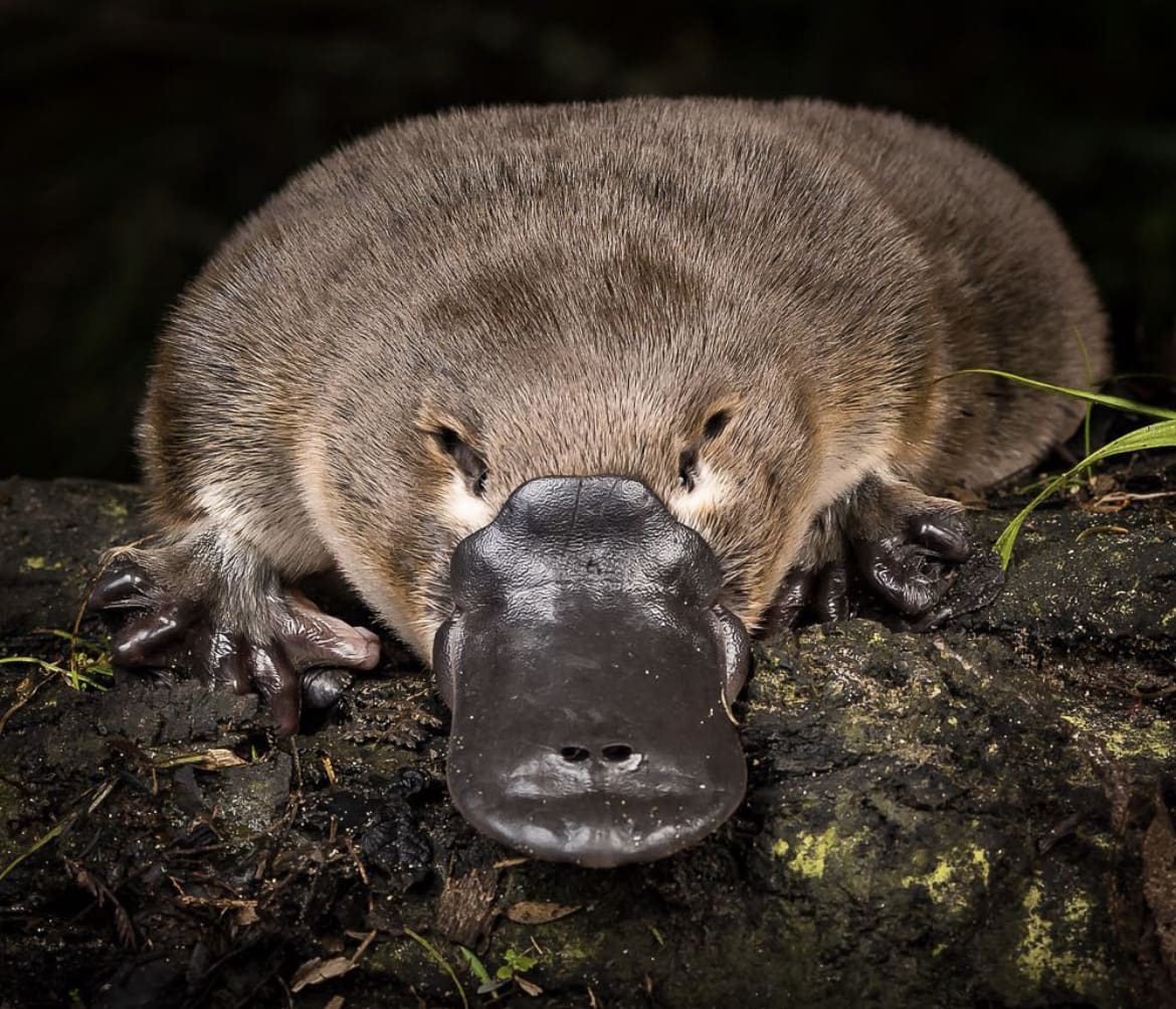 Platypus, one of the most iconic animals in australia