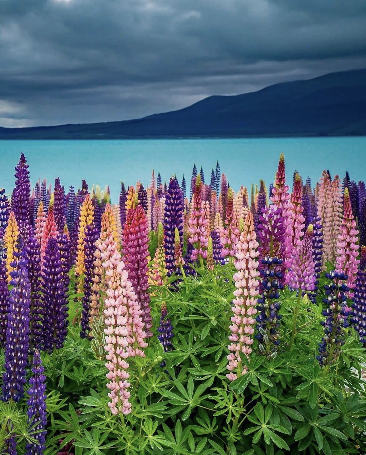 The beautiful colours around Lake Tekapo