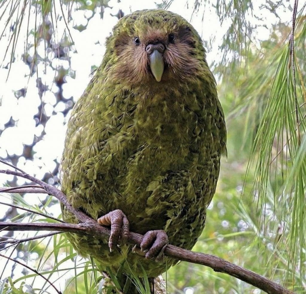 Wildlife in New Zealand - 13 Awesome Animals To Look Out For! | Wildest