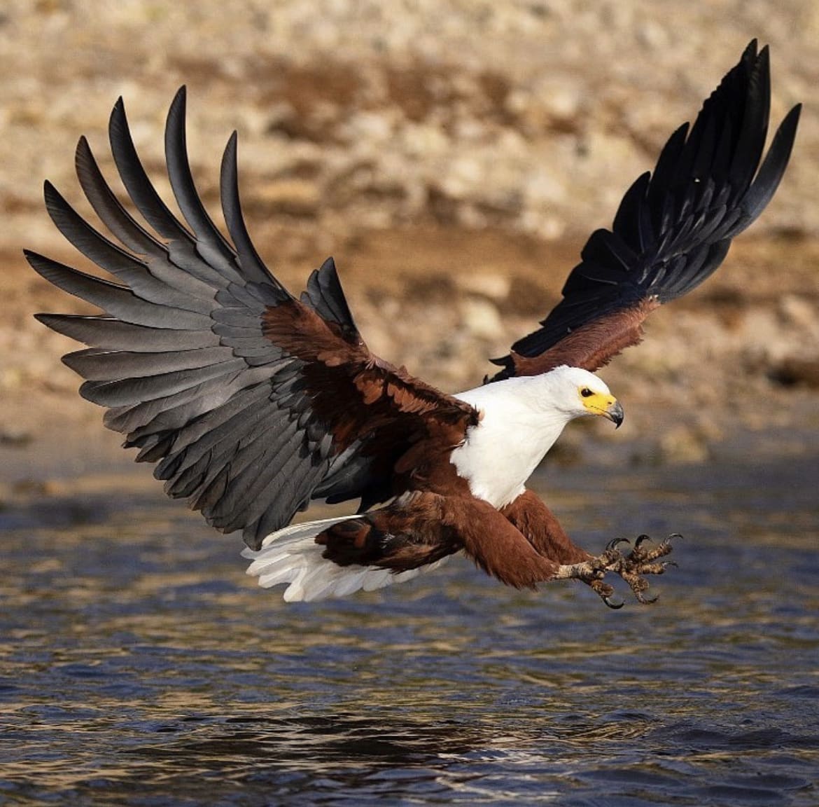 African fish eagle - The World's Largest Eagles