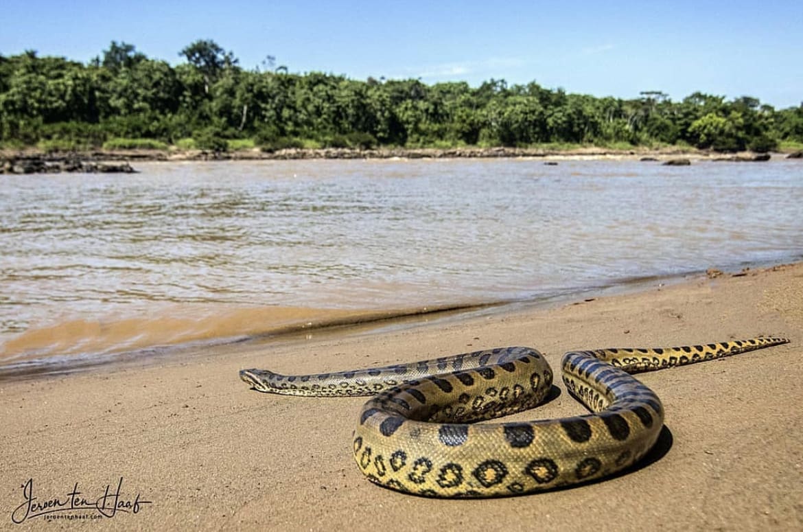 Snake on the banks of the Tambopata river