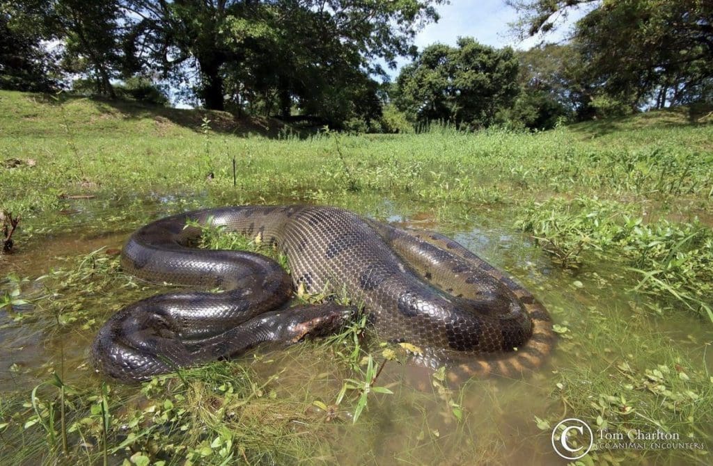 Get To Know The Anaconda | Wildest