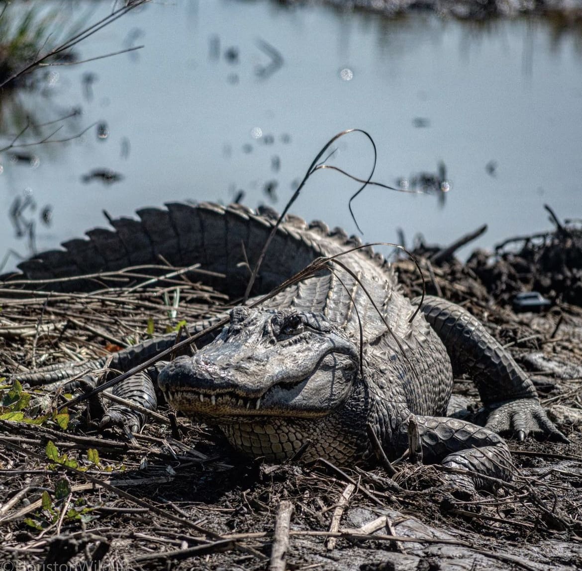 American Alligator sunning on the bank - Crocodiles Vs Alligators