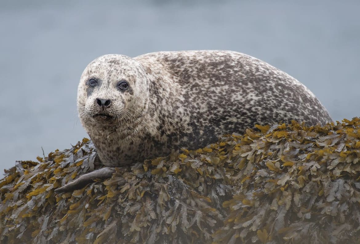 Common Seal - wildlife in the united kingdom