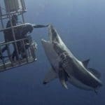 Where To Go Cage Diving With Sharks Near Cape Town
