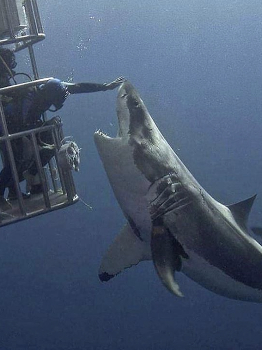 Shark Cage Diving, False Bay